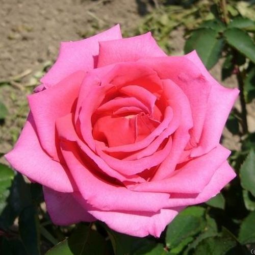 Rosen Gärtnerei - floribundarosen - rosa - Rosa Chic Parisien - diskret duftend - Georges Delbard - Ihre grellen, rosafarbenen Blüten bilden einen angenehmen Kontrast zum dunklen Laub.